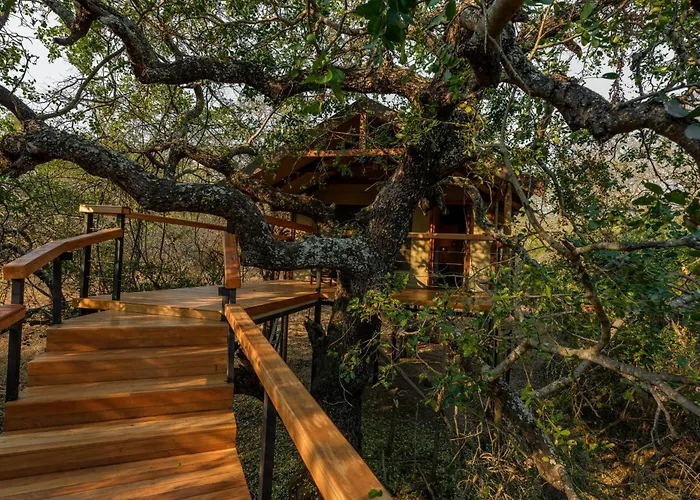 Lion Tree Top Lodge